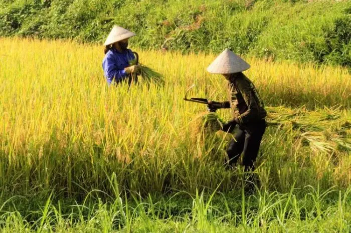 10 Tipe Asuransi Pertanian untuk Ketahanan Pangan